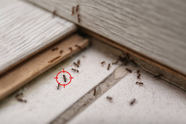 Best Pest Prevention Services  in Four Corners, MD