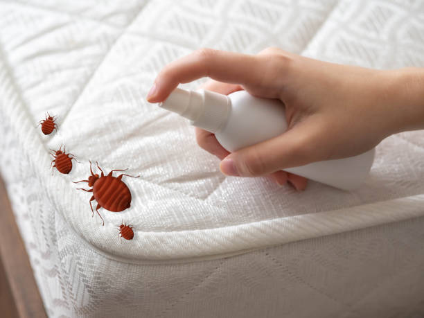 Best Wasp Removal Services  in Four Corners, MD